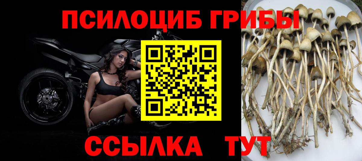 Керчь  хочу   Вход с VPN  Псилоцибиновые грибы GOLDEN TEACHER  Галлюциногенные грибы Cubensis 